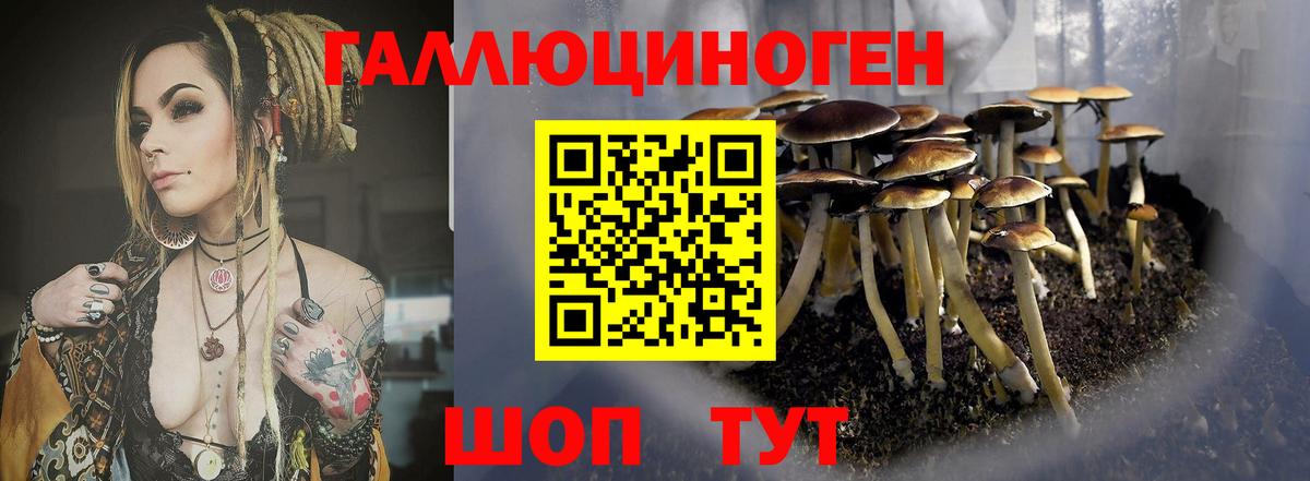 Псилоцибиновые грибы Psilocybine cubensis Среднеуральск